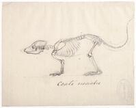 KT 2009 028-417
<br/>
Skelet neusbeer
<br/>
<em>Trigt, Stephanus Hendrik Willem van (1790-1840)</em>